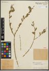 Foto von Salix purpurea L.